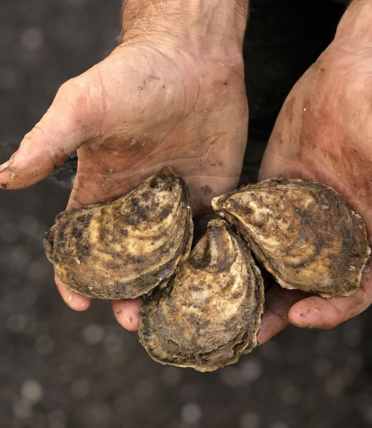 <strong>Brackley Bay Oyster Co.</strong><br>Case of Brackley Bays  (Prices Vary)